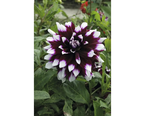 Närbild av en dahlia med tvåfärgade blomblad i trädgården