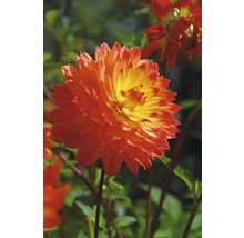 Närbild av en orange dahlia i trädgården