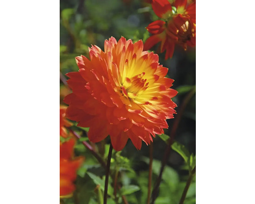 Närbild av en orange dahlia i trädgården