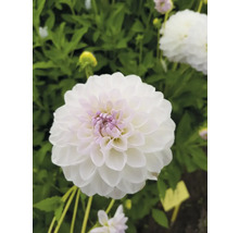 Närbild av en vit dahlia i trädgården