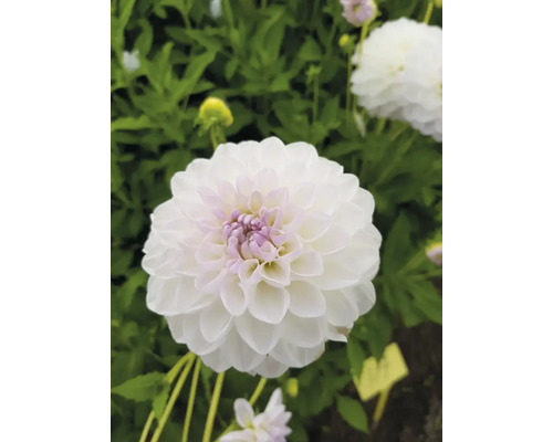 Närbild av en vit dahlia i trädgården