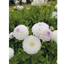 Närbild av vita dahlior i trädgården.