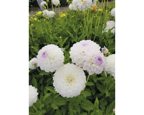 Närbild av vita dahlior i trädgården.