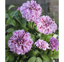 Närbild av dahliablommor med fläckiga kronblad och gröna blad