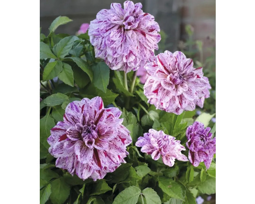 Närbild av dahliablommor med fläckiga kronblad och gröna blad