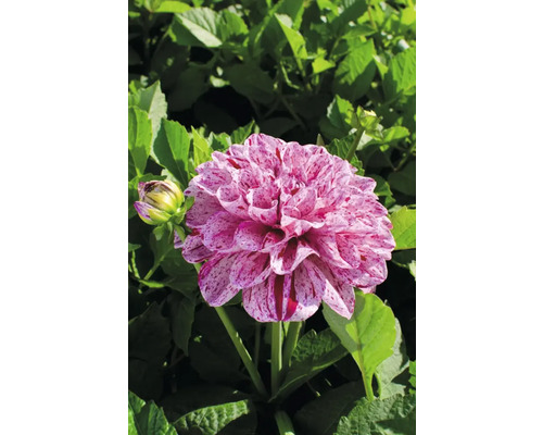 Närbild av en dahlia med fläckiga blomblad mot grön lövverk