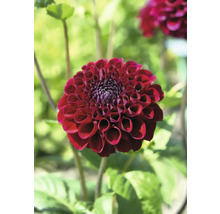 Närbild av en enda mörkröd dahlia blomma i trädgården.