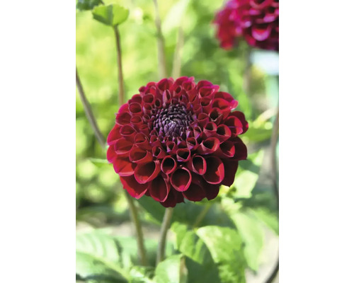 Närbild av en enda mörkröd dahlia blomma i trädgården.