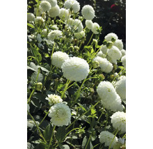 Närbild av dahliablommor i trädgården.