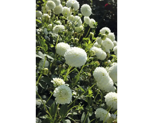 Närbild av dahliablommor i trädgården.