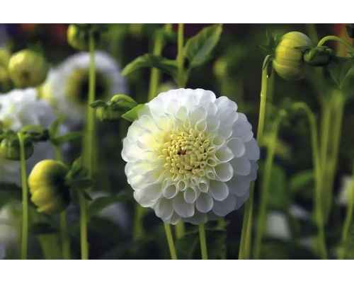 Närbild av en vit dahlia i trädgården.