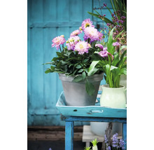 Arrangemang med dahlior i en kruka på ett bord