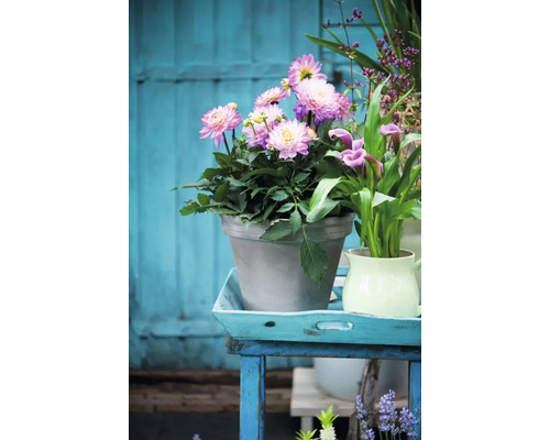 Arrangemang med dahlior i en kruka på ett bord