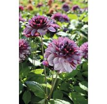 Närbild av dahlior i en trädgårdsbädd