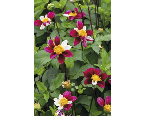 Närbild av dahliablommor i en rabatt