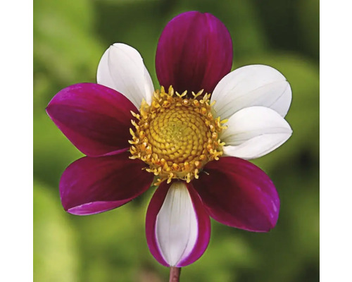 Blomma med kronblad i vitt och vinrött