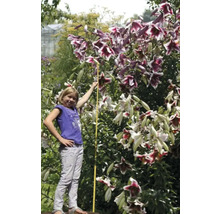 Liljebuske med flicka och tumstock i trädgården