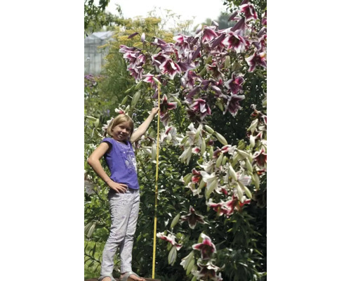 Liljebuske med flicka och tumstock i trädgården