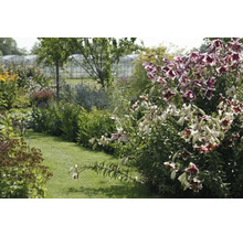 Lummig trädgård med blommor och gröna växter