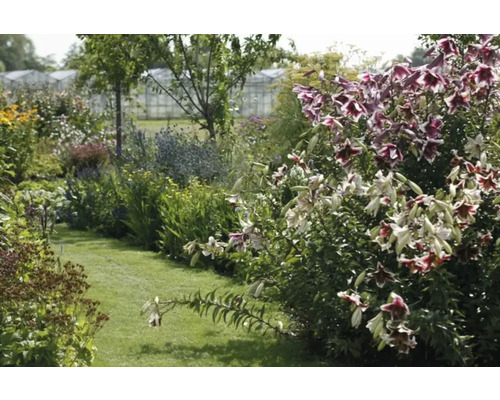 Lummig trädgård med blommor och gröna växter