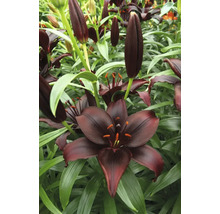 Närbild av svarta liljablommor med gröna blad