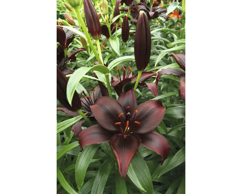 Närbild av svarta liljablommor med gröna blad