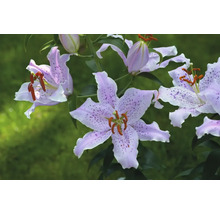 Närbild av liljeblommor med prickmönster