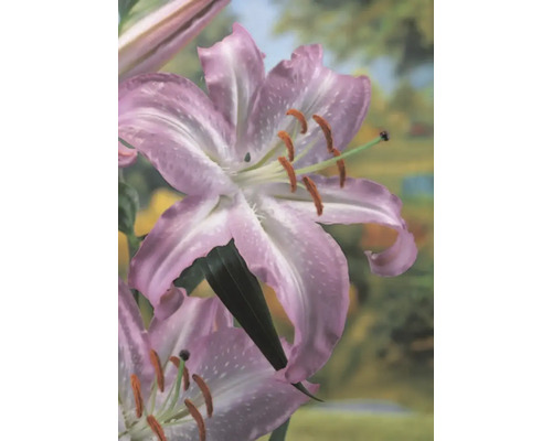 Närbild av en liljeblomma