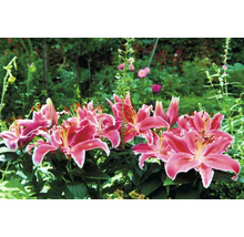 Grupp av rosa liljor i en trädgårdsrabatt