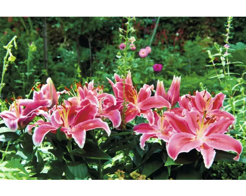 Grupp av rosa liljor i en trädgårdsrabatt