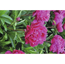 Närbild av rosa pionblommor med gröna blad