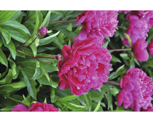 Närbild av rosa pionblommor med gröna blad