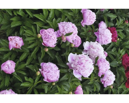 Närbild av rosa och röda pioner i en rabatt