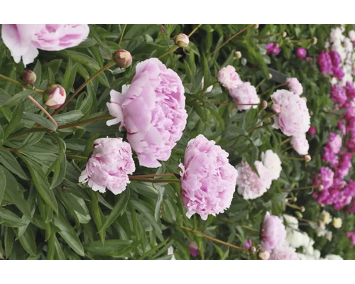 Närbild av rosa och vita pioner i trädgården.