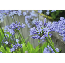 Närbild av blå Agapanthus i trädgården