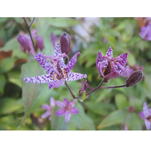 Närbild av en blommande paddlilja med lila kronblad och ett fläckigt mönster.