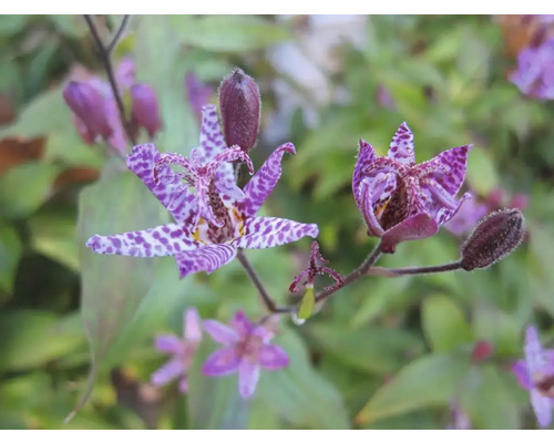 Närbild av en blommande paddlilja med lila kronblad och ett fläckigt mönster.