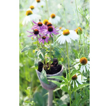 Närbild av lila och vita solhattar i en trädgård.