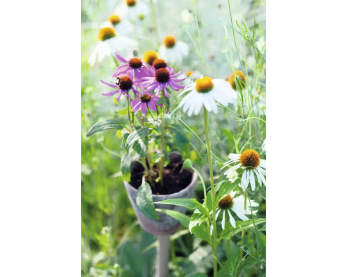 Närbild av lila och vita solhattar i en trädgård.