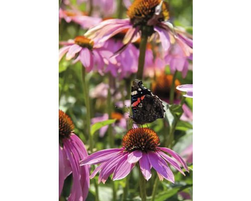 Fjäril på röd solhatt i trädgården.