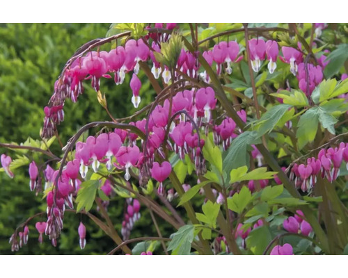 Blödande hjärta-växt med hjärtformade blommor