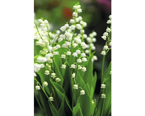 Närbild av liljekonvaljer med gröna blad