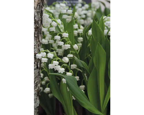 Närbild av liljekonvaljer med gröna blad