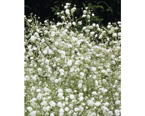 Brudslöja med små vita blommor