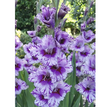 Gladiolus med randiga blomblad i trädgården