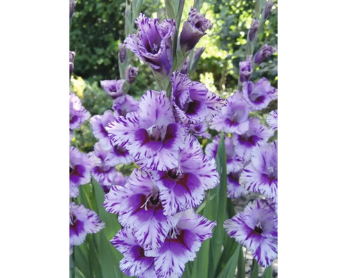 Gladiolus med randiga blomblad i trädgården