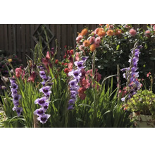 Blommande gladiolus i trädgårdsrabatt