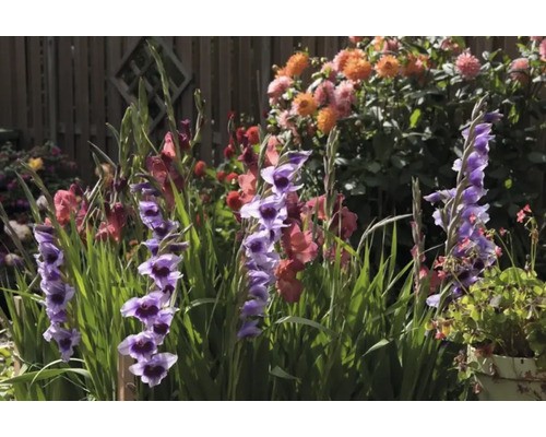 Blommande gladiolus i trädgårdsrabatt