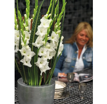 Blomsterarrangemang med gladioler i vas