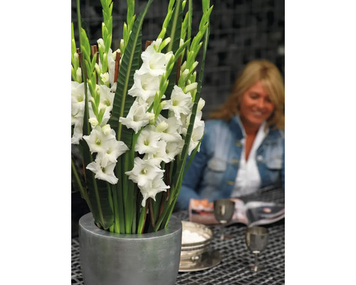 Blomsterarrangemang med gladioler i vas